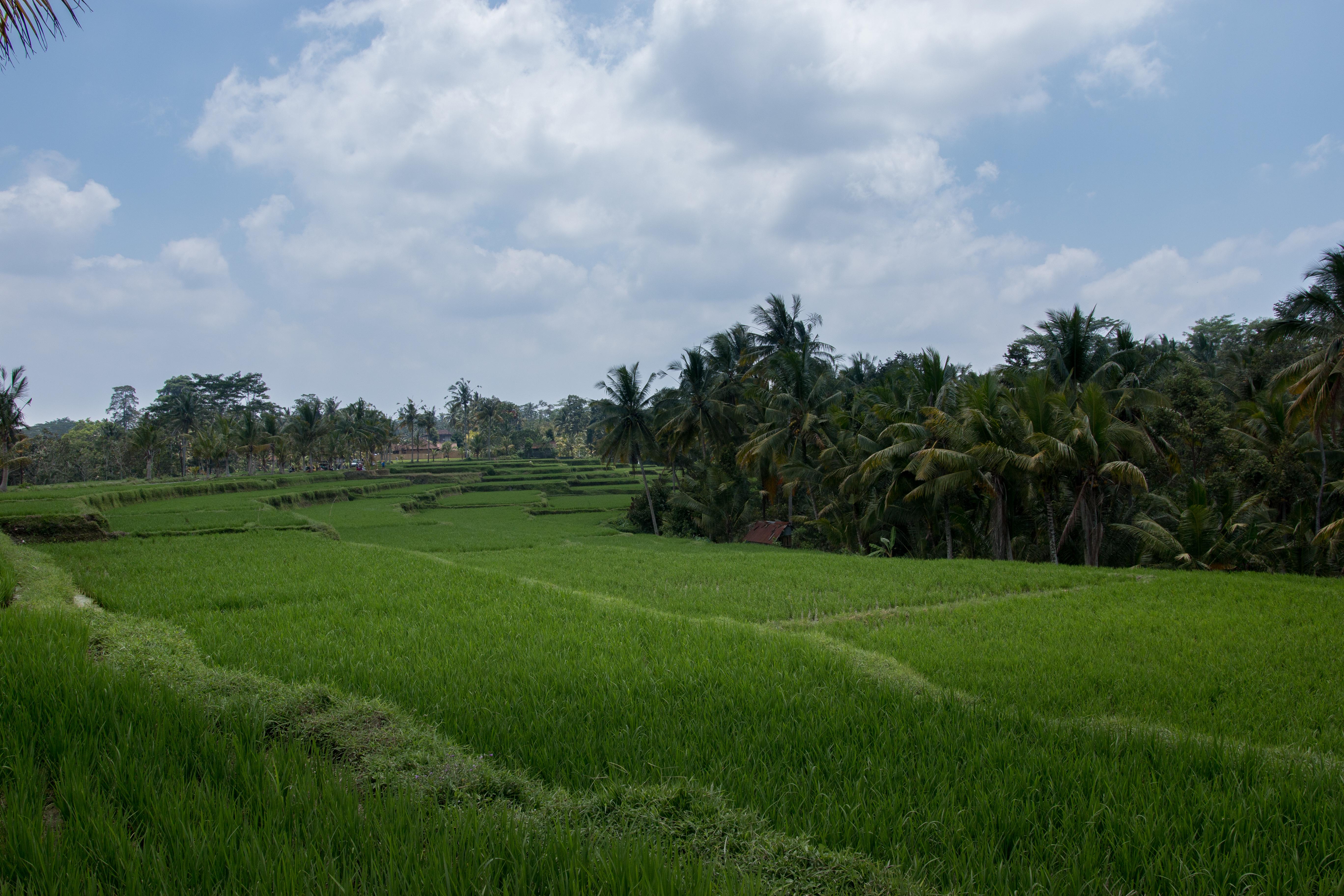 Onje Resort And Villas Ubud Exteriér fotografie