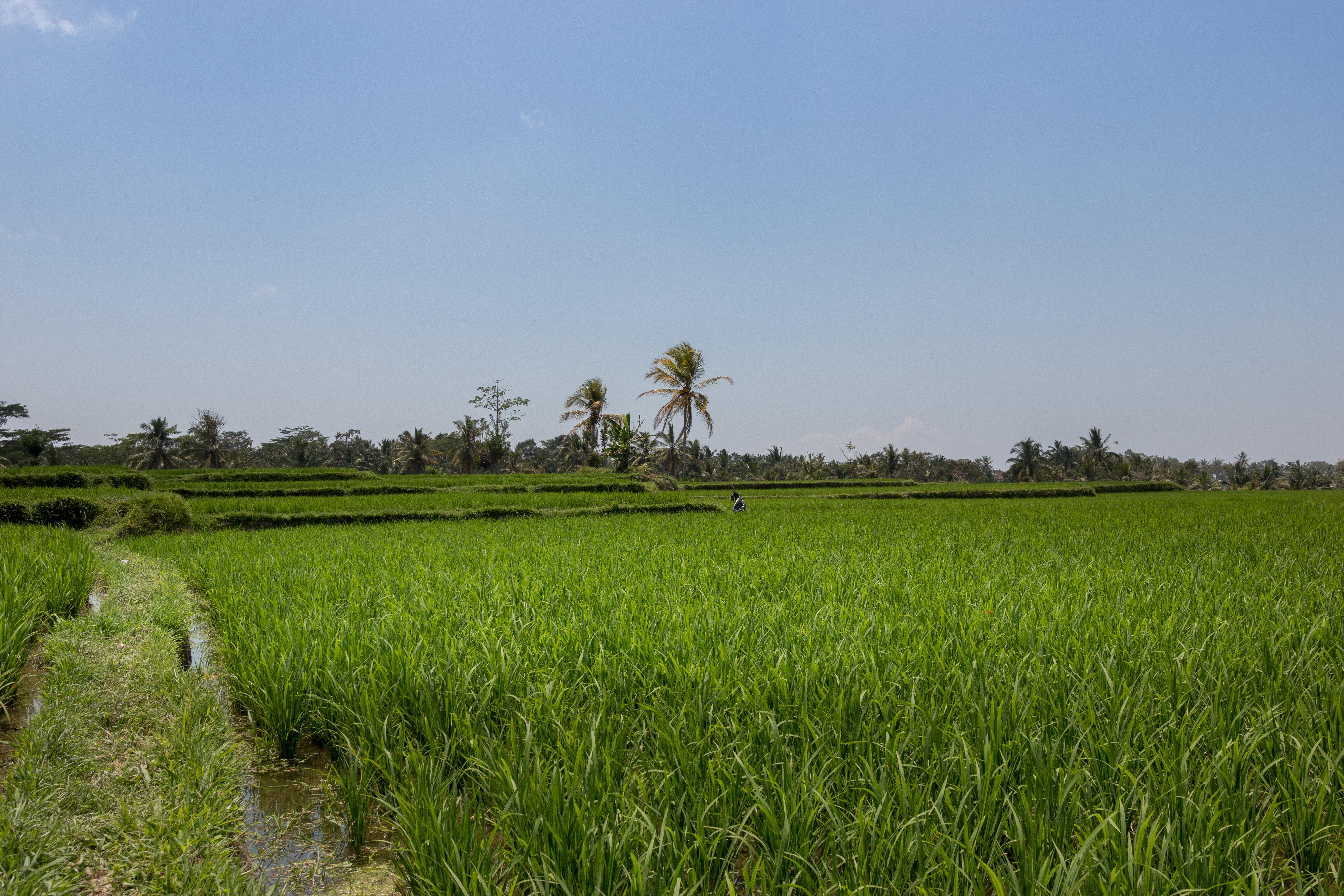 Onje Resort And Villas Ubud Exteriér fotografie